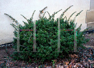 Picture of Taxus x media 'Wardii'