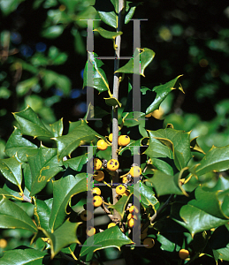 Picture of Ilex opaca 'Xanthocarpa'