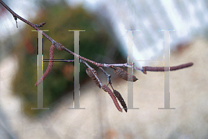 Picture of Betula populifolia 