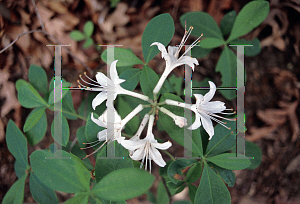 Picture of Rhododendron atlanticum 