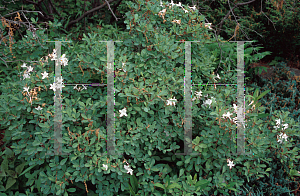 Picture of Rhododendron atlanticum 