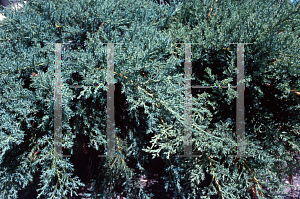 Picture of Juniperus chinensis 'Pfitzeriana Glauca'