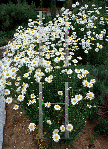 Picture of Leucanthemum x superbum 