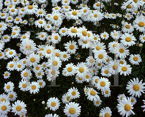 Picture of Leucanthemum x superbum 