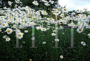 Picture of Leucanthemum x superbum 