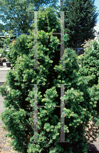 Picture of Taxus x media 'Vermeulen'