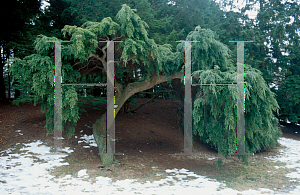 Picture of Tsuga canadensis 'Pendula'