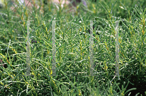 Picture of Santolina rosmarinifolia 