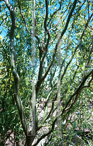 Picture of Salix matsudana 'Tortuosa'