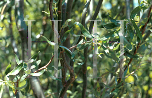 Picture of Salix matsudana 'Tortuosa'
