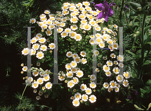 Picture of Tanacetum parthenium 