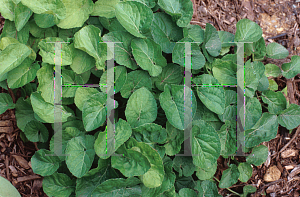 Picture of Viola odorata 