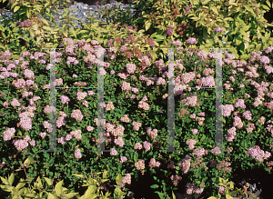 Picture of Spiraea japonica 'Nana'