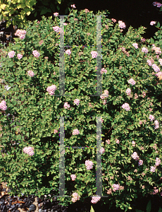 Picture of Spiraea japonica 'Nana'