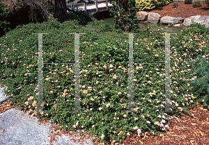 Picture of Spiraea japonica 'Nana'