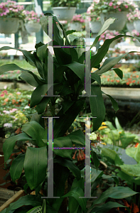 Picture of Dracaena fragrans 'Massangeana'