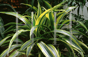 Picture of Dracaena deremensis 'Warneckii (Souvenir de Schriever)'