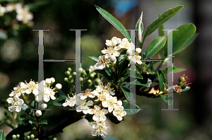 Picture of Pyracantha coccinea 'Lalandei'