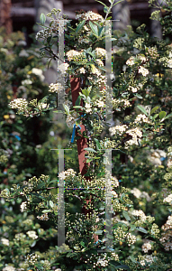 Picture of Pyracantha coccinea 'Lalandei'