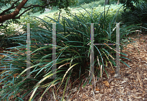 Picture of Ophiopogon jaburan 