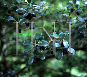 Picture of Osmanthus heterophyllus 'Rotundifolius'