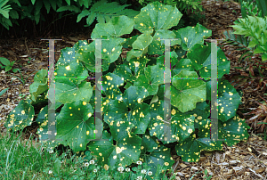 Picture of Farfugium japonicum 'Aureo-maculata'