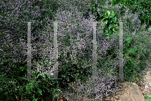 Picture of Limonium latifolium 