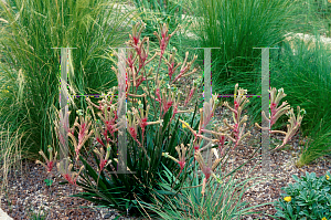 Picture of Anigozanthos flavidus 