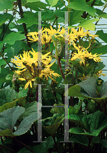 Picture of Ligularia dentata 'Desdemona'