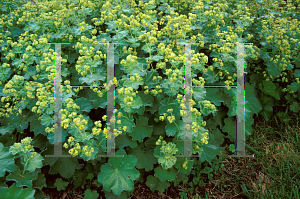 Picture of Alchemilla mollis 