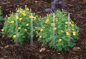 Picture of Tagetes tenuifolia 'Lulu'