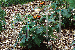 Picture of Tithonia rotundifolia 