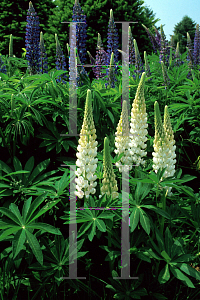 Picture of Lupinus polyphyllus 'Russell Hybrid'