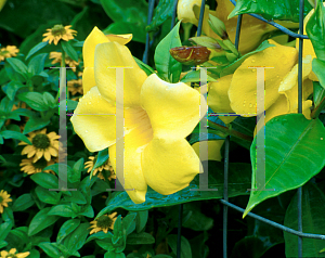 Picture of Allamanda cathartica 