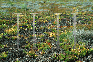 Picture of Dudleya spp. 