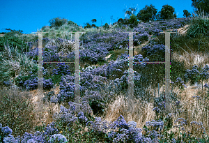 Picture of Limonium latifolium 