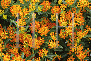 Picture of Asclepias tuberosa 