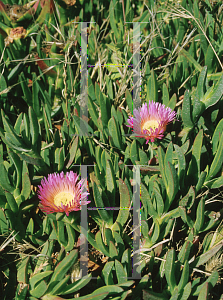 Picture of Carpobrotus chilensis 