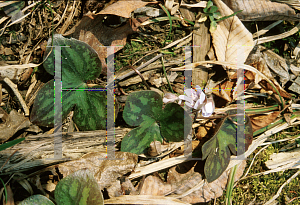 Picture of Hepatica americana 