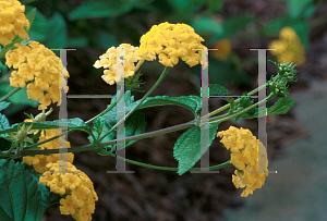 Picture of Lantana camara 'New Gold'