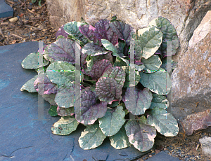 Picture of Ajuga reptans 'Burgundy Glow'