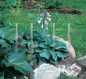 Picture of Hosta  'Blue Cadet'