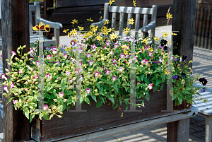 Picture of Torenia fournieri 'Clown Mix'