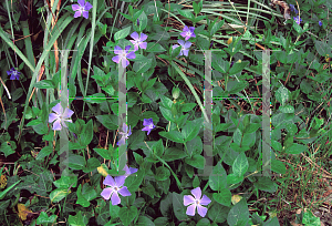 Picture of Vinca major 