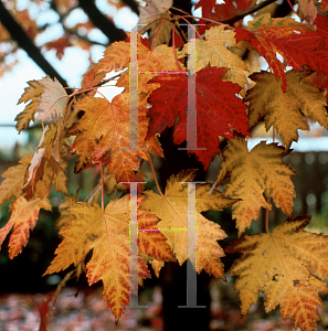 Picture of Acer x freemanii 'Marmo'