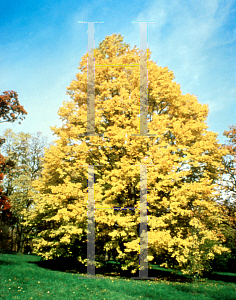 Picture of Acer miyabei 'Morton (State Street)'