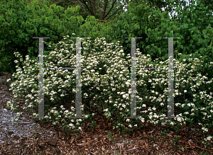 Picture of Aronia melanocarpa 'Morton (Iroquois Beauty)'