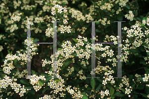 Picture of Aronia melanocarpa 'Morton (Iroquois Beauty)'