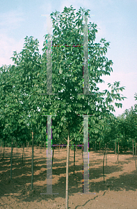 Picture of Fraxinus americana 'Tures (Windy City)'