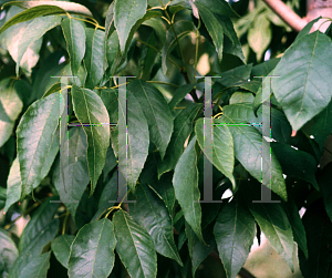 Picture of Fraxinus americana 'Tures (Windy City)'